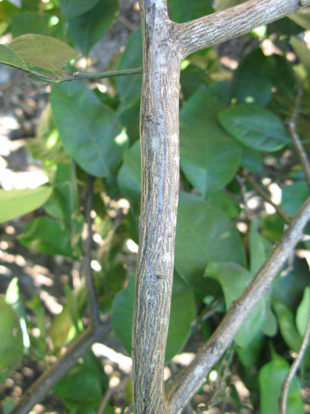              Second - third year twig (Winter Haven, FL)       